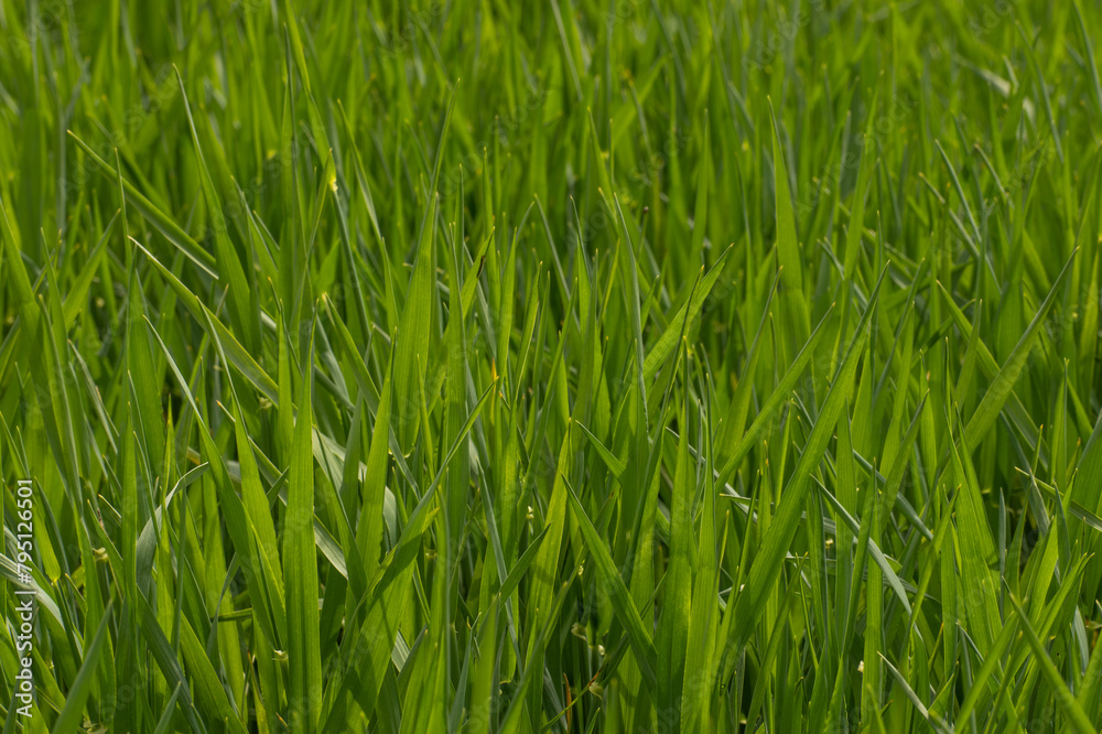 Crops Growing In Farmers Field, Oats, Wheat And Barley, UK Agriculture Crops Growing In Farmers Field, Oats, Wheat And Barley, UK Agriculture