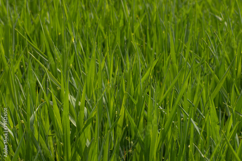 Crops Growing In Farmers Field, Oats, Wheat And Barley, UK Agriculture