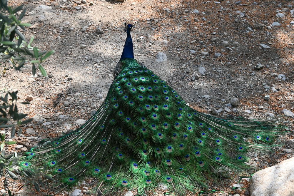 Obraz premium peacock, bird, blue, animal, nature, feather, feathers, head, peafowl, wildlife, beautiful, green, beauty, colorful, beak, color, tail, plumage, zoo, portrait, neck, bright, closeup, pheasant