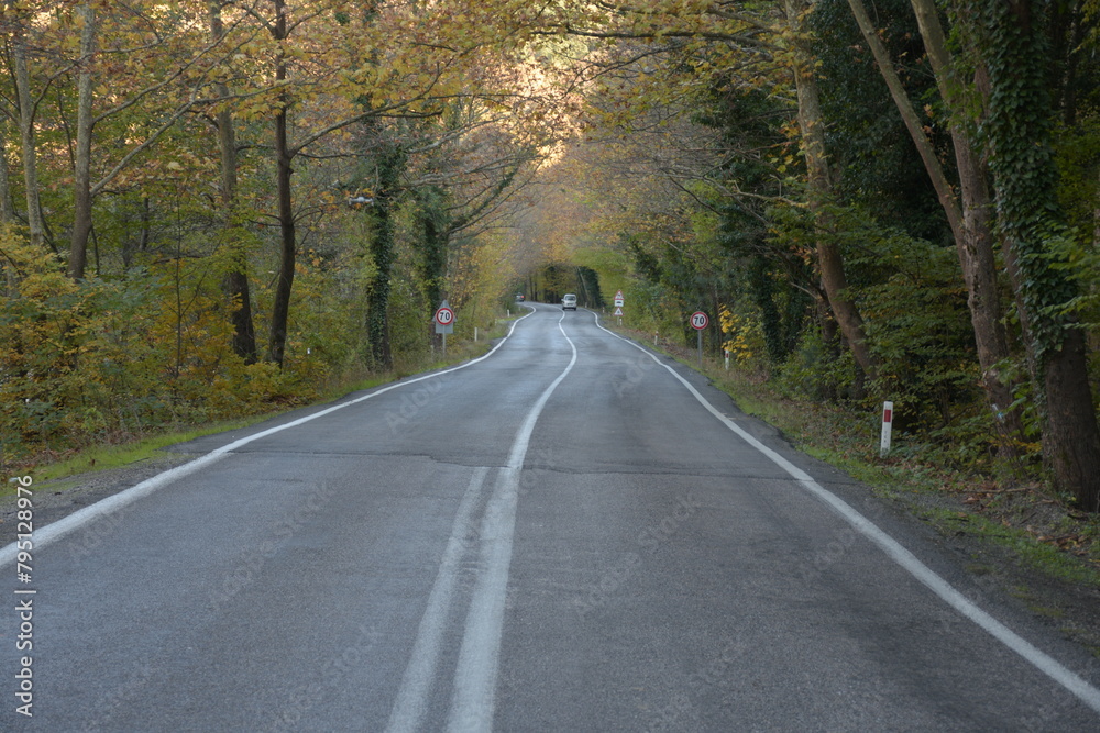 road in the forest road in the forest