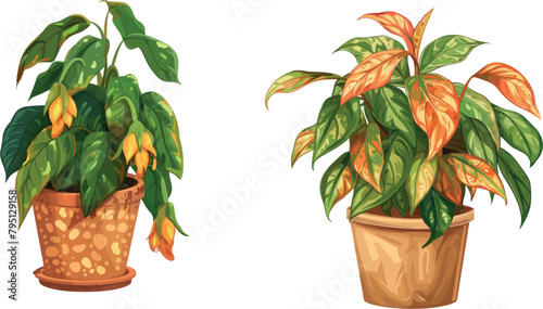 Fading houseplant. Flower house plant withering phases or growing stage die water