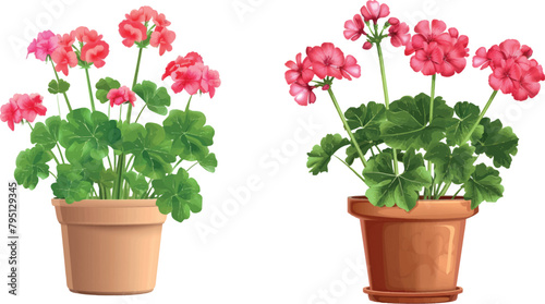 Geranium houseplant in flower pot