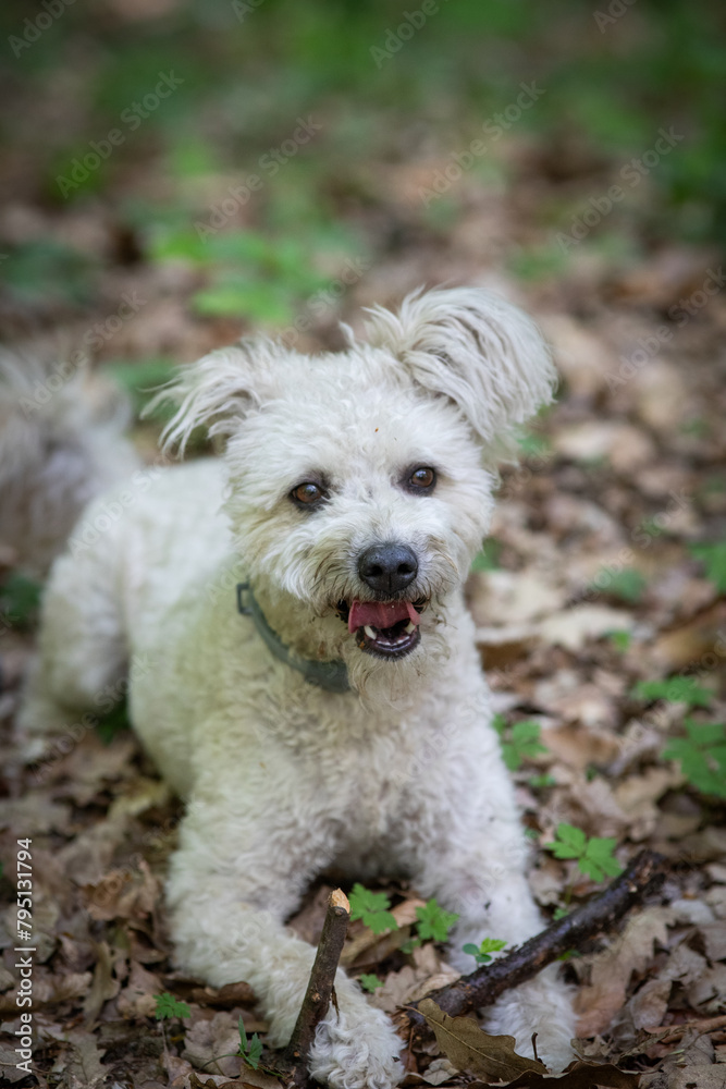 cute little pumi dog enjoying the outdoors