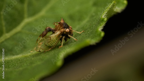strange insect walking on a green leaf (Cyphonia)