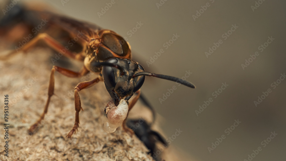 a wasp with a larva in its jaw a wasp with a larva in its jaw