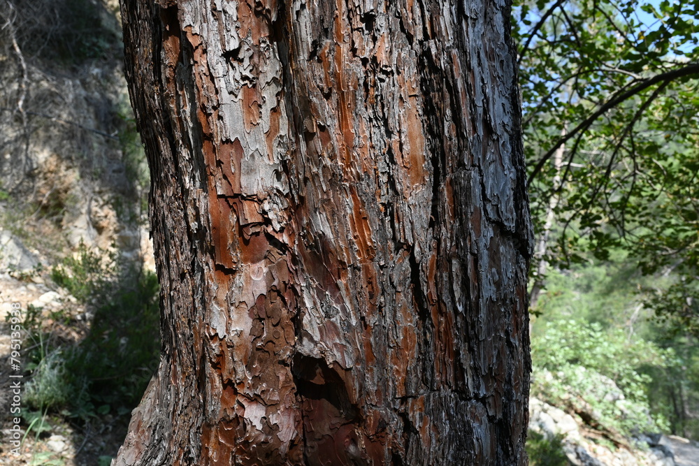 Tree Wood Pattern