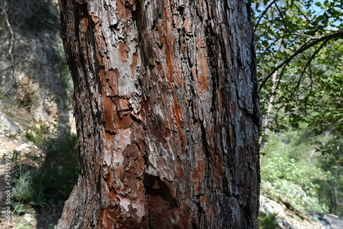 Tree Wood Pattern