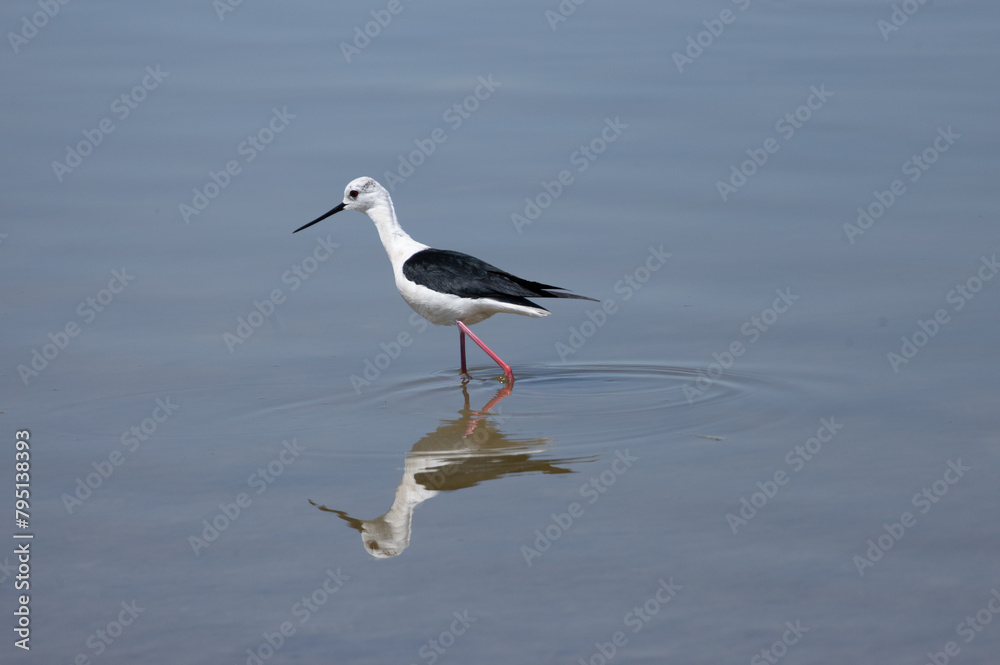 himantopus himantopus bird, seagull, gull, sea, water, animal, nature, wildlife, ocean, flight, fly, beach, flying, birds, white, sky, blue, beak, feather, lake, wing, shore, seabird, freedom, pelican himantopus himantopus bird, seagull, gull, sea, water, animal, nature, wildlife, ocean, flight, fly, beach, flying, birds, white, sky, blue, beak, feather, lake, wing, shore, seabird, freedom, pelican