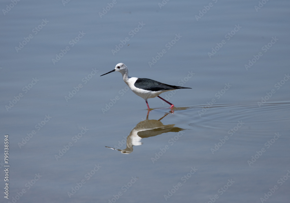 himantopus himantopus bird, seagull, gull, sea, water, animal, nature, wildlife, ocean, flight, fly, beach, flying, birds, white, sky, blue, beak, feather, lake, wing, shore, seabird, freedom, pelican himantopus himantopus bird, seagull, gull, sea, water, animal, nature, wildlife, ocean, flight, fly, beach, flying, birds, white, sky, blue, beak, feather, lake, wing, shore, seabird, freedom, pelican