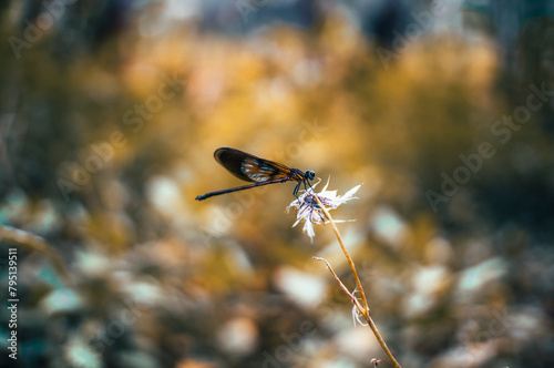 small dragonflies perched on flowers with a blurry and aesthetic background photo