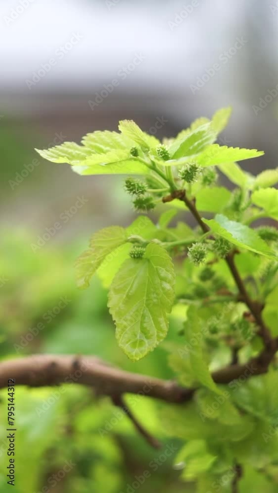 Mulberry leaves sway in the wind Mulberry leaves sway in the wind
