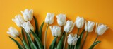 White Tulips Arranged on Yellow Background