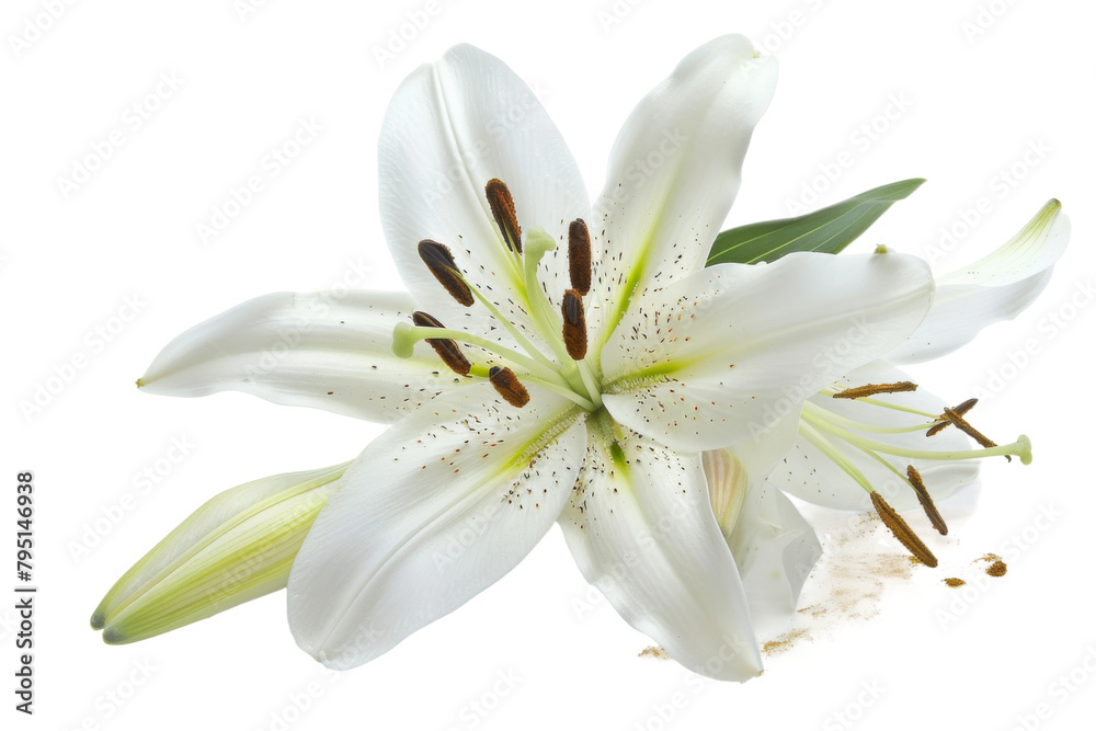 Lily Flower with White Petals On Transparent Background.
