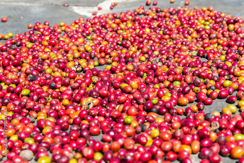 coffee beans on a coffee plant in Indonesia on the island of Flores