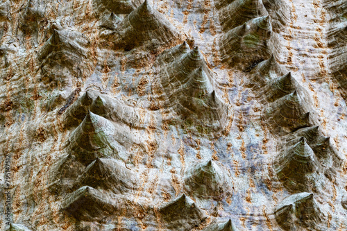 Low angle view of thorns on the surface of trunk of Kapok tree, Red silk cotton tree, Bombax ceiba tree. photo