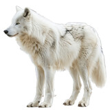Arctic Wolf isolated on Transparent Background, without background .PNG