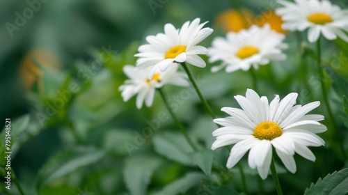 Delicate white daisies stand softly focused against a blurred green background  symbolizing gentle beauty and calmness.