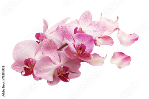 Orchid Flower On Transparent Background.