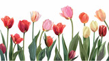Beautiful fresh tulips on white background closeup Vector