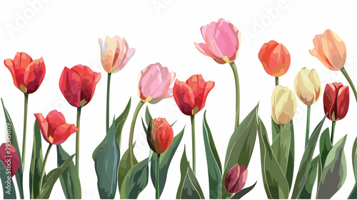 Beautiful fresh tulips on white background closeup Vector