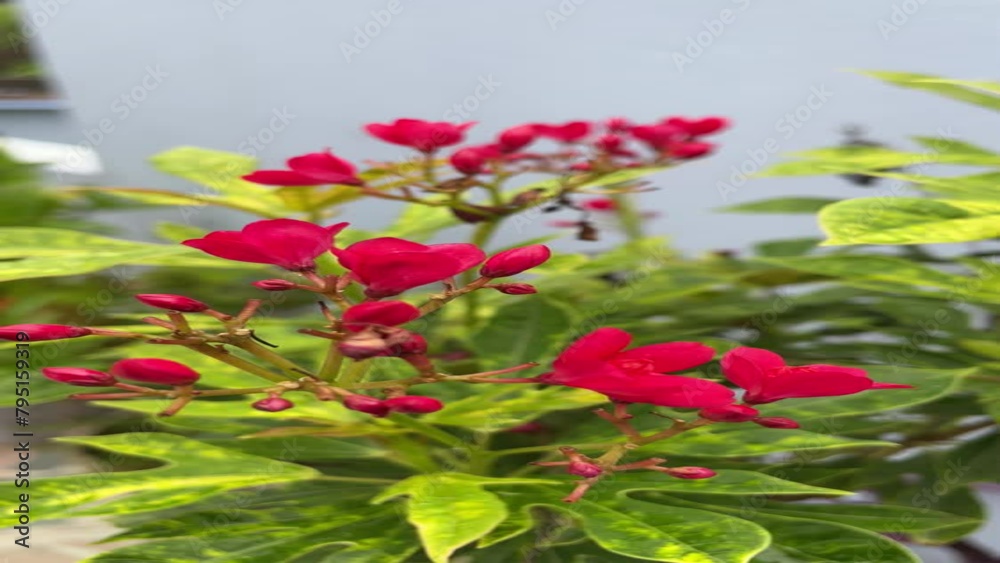 red and yellow flowers red and yellow flowers