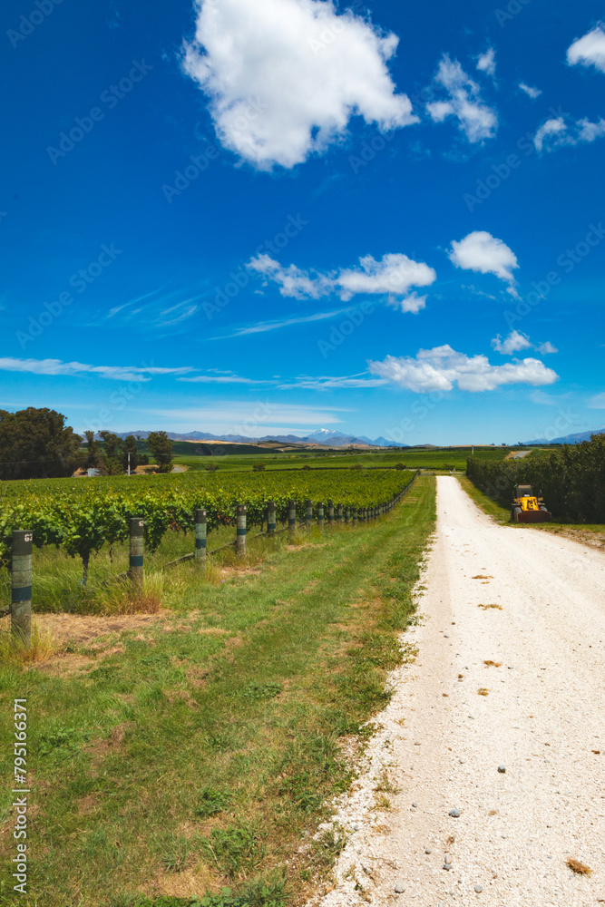Gravel road through the vineyards with beautiful clear skies