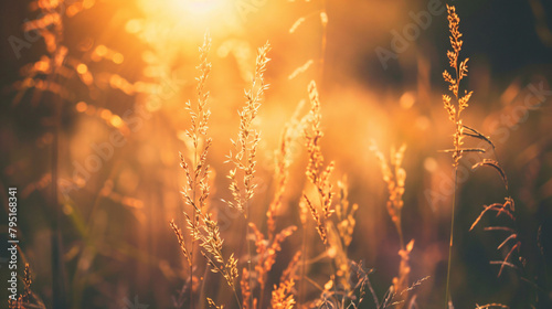 Wild grasses in a field at sunset. Macro image shallow