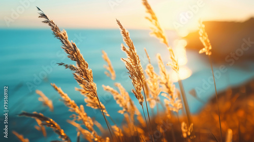 Wild grasses on the sea coast at sunset. Macro image photo