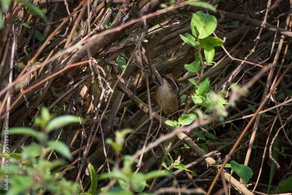 rusty-capped fulvetta or Schoeniparus dubius seen in Khonoma in Nagaland, India