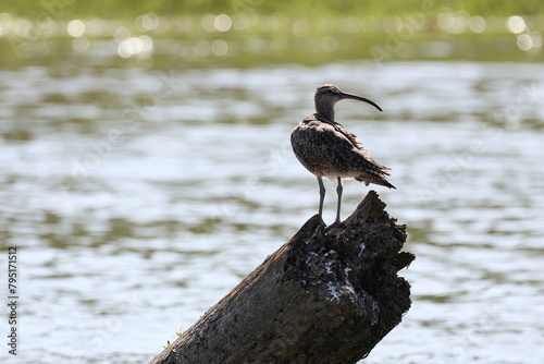 Großer Brachvogel  photo