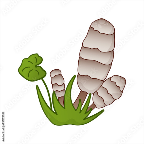 Mushroom vector isolated illustration. Toadstool in cartoon. Plants, botanists, not edible mushroom. Design element for theme forest mushrooms, menu, ingredients, recipes, organic products, etc.