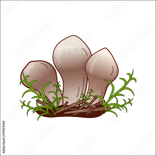 Champignon, puffball mushroom vector isolated illustration. Theme of plants, botanists in cartoon. Design element for theme forest mushrooms, menu, ingredients, recipes, organic products, etc.