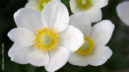 Anemone sylvestris. delicate flowers in the garden, in the flowerbed. floral background. beautiful delicate Anemone sylvestris. white flowers on a natural green background. close-up