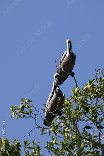 Braunpelikane im Baum