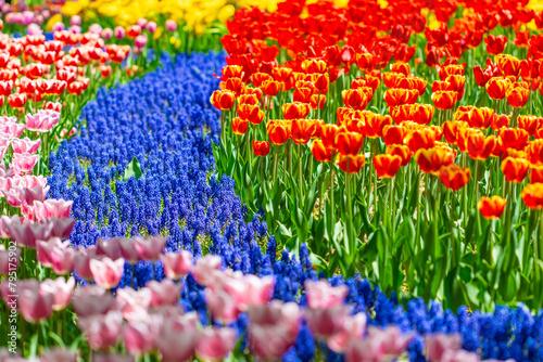 tulips in the garden