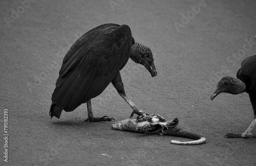 Fotografie Black vulture eating opossum on the road