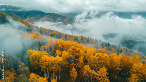 Yellow autumn trees in the mountains at foggy sunrise.