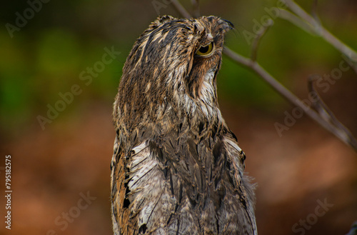 Common potoo 