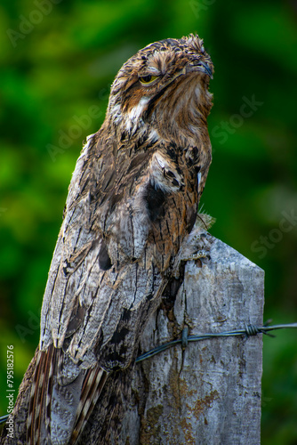 Common potoo 