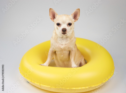  cute brown short hair chihuahua dog  sitting  in yellow  swimming ring, looking at camera, isolated on white background.