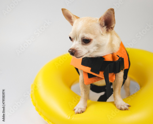 cute brown short hair chihuahua dog wearing orange life jacket or life vest standing in yellow  swimming ring, isolated on white background.