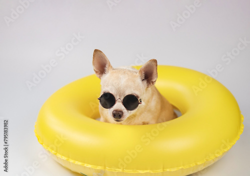 brown short hair chihuahua dog wearing sunglasses, sitting  in yellow swimming ring, isolated on white background, looking at camera.
