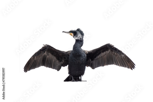 cormorant with spread wings isolated on white background