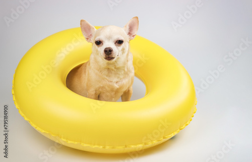  cute brown short hair chihuahua dog  sitting  in yellow  swimming ring, looking at camera, isolated on white background.