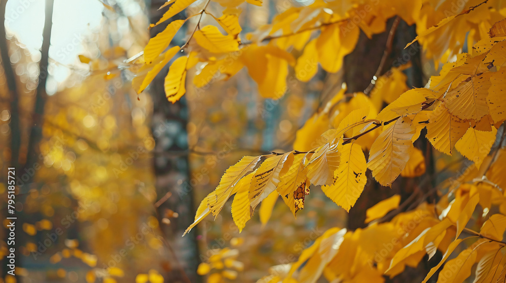 Yellow leaves on the trees in autumn forest. Leaves 