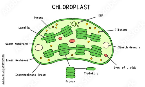 Chloroplast Structure photo