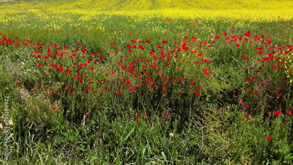 CAMPO DE FLORES CAMPO DE FLORES