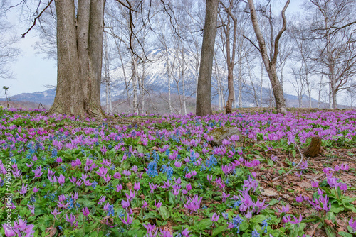 Wallpaper Mural ニセコのカタクリ Torontodigital.ca