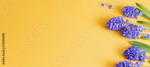 blue spring flowers on yellow background