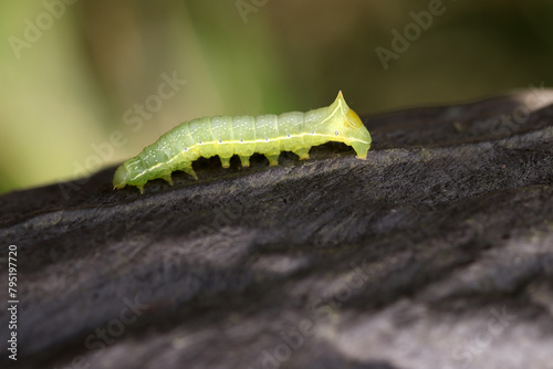 擬木柵に薄緑色のナンカイカラスヨトウの幼虫（自然光＋ストロボ、マクロ接写撮影） photo